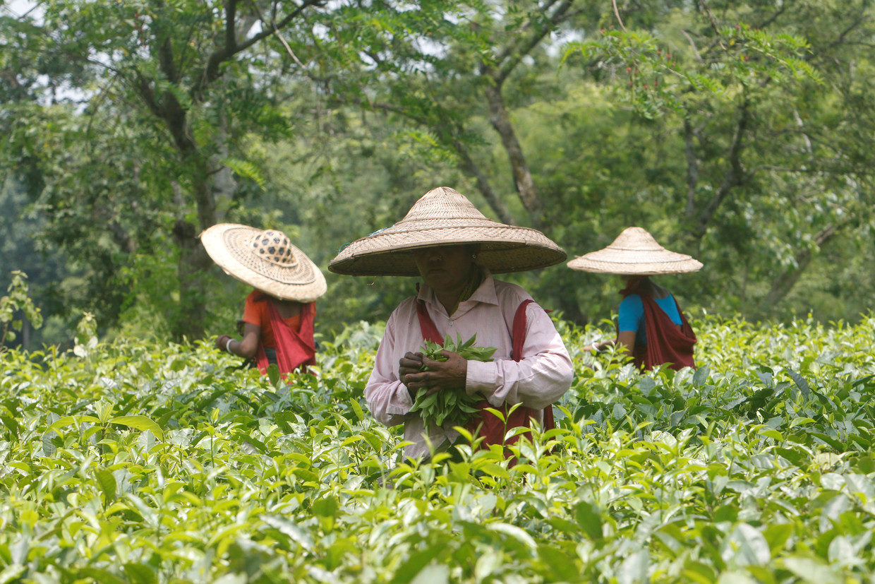 India tea estate, India agriculture
