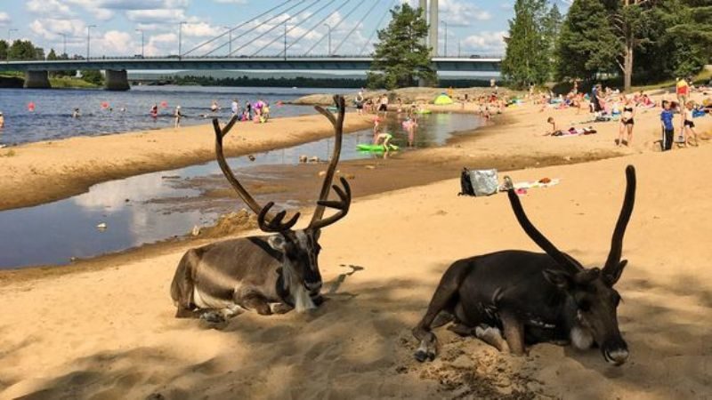 Click to enlarge Reindeer in Rovaniemi, Finland cool down at the beach