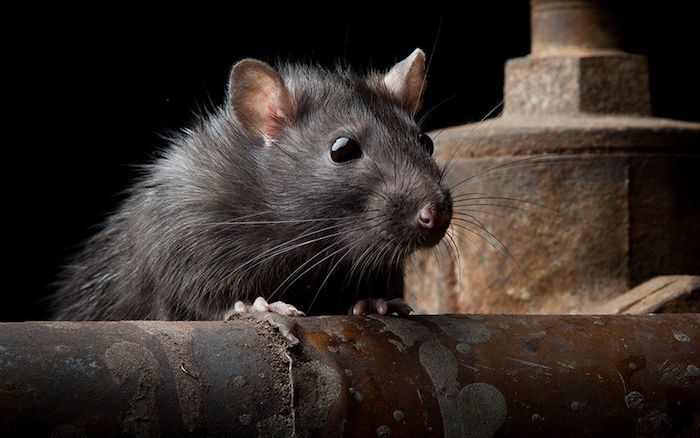 Click to enlarge A Rat