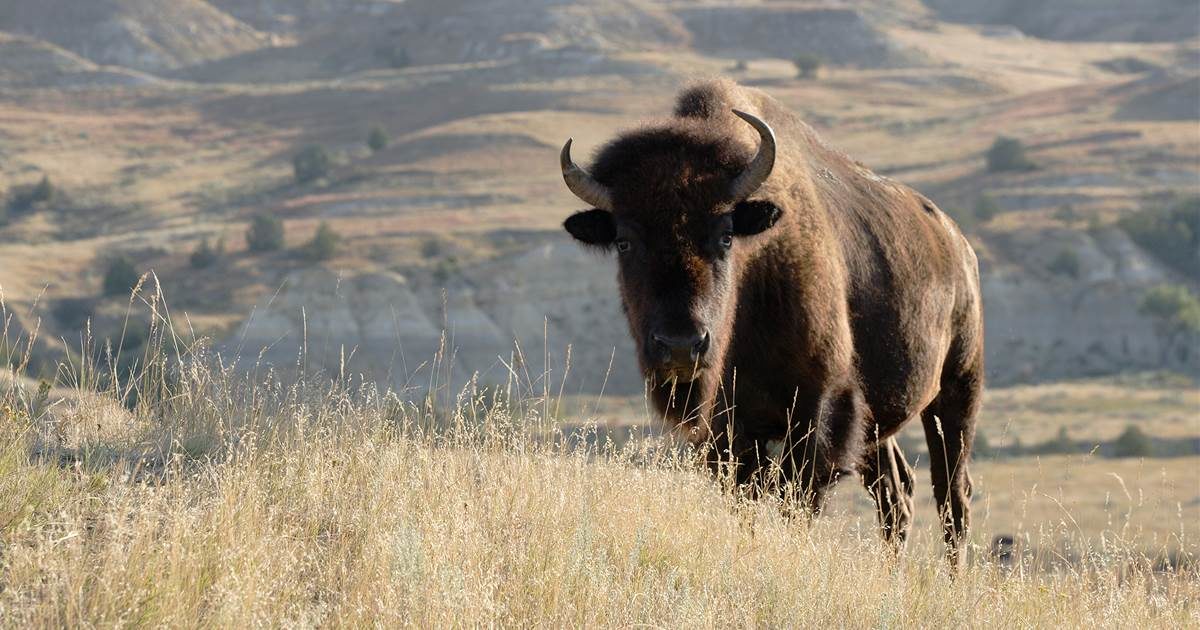 BISON