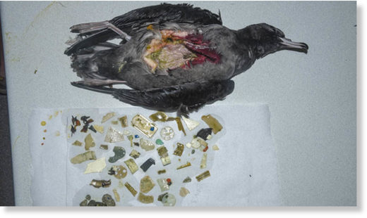 Click to enlarge Some chicks have been found on Lord Howe Island with over 200 pieces of plastic in them, from biro lids to LEGO pieces