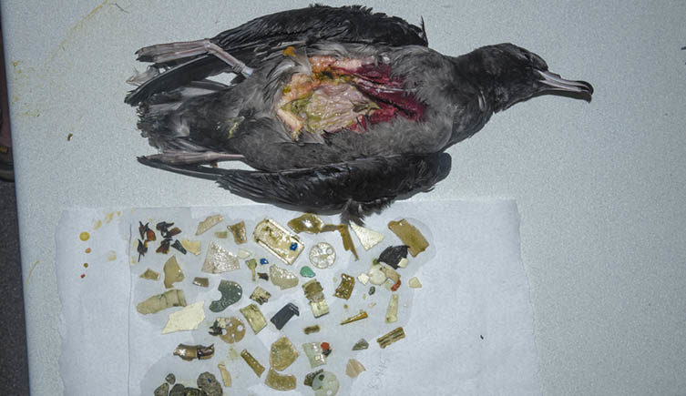 Some chicks have been found on Lord Howe Island with over 200 pieces of plastic in them, from biro lids to LEGO pieces