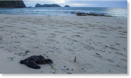 Click to enlarge While some birds consume so much plastic they die, Alex is trying to understand the sublethal effect that small amounts have on the birds