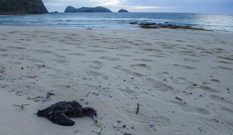 Click to enlarge While some birds consume so much plastic they die, Alex is trying to understand the sublethal effect that small amounts have on the birds