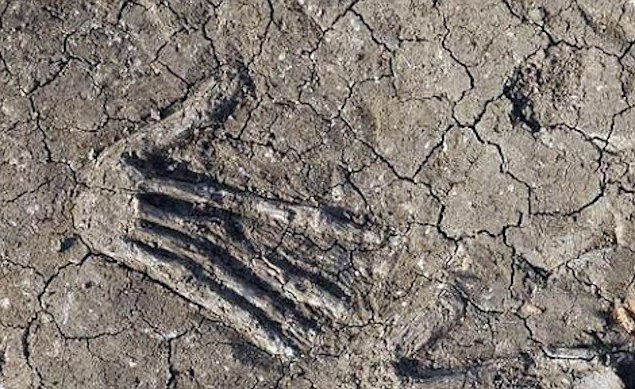 Click to enlarge severed large hands ancient Egypt