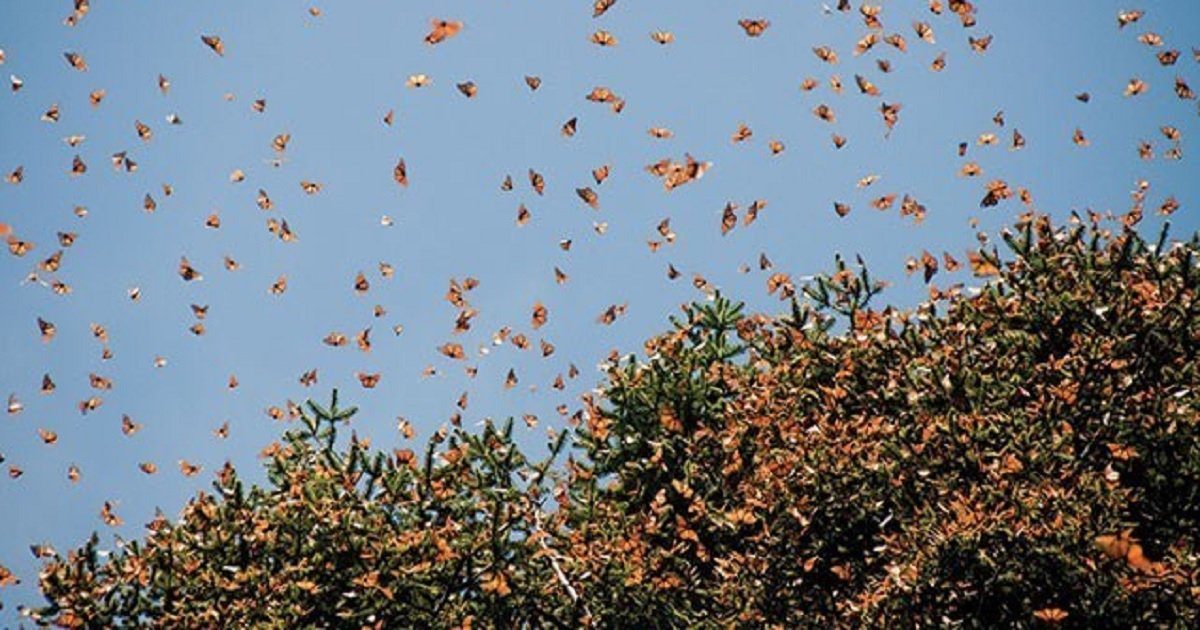 Painted Lady Butterfly Migration