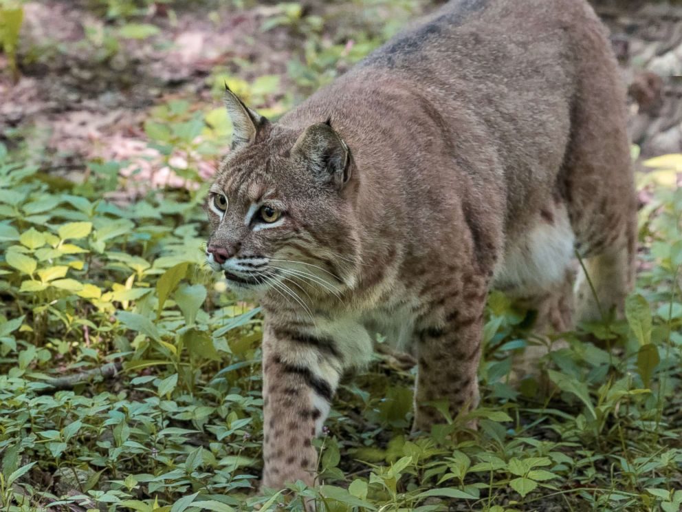 A Bobcat prowls through the woods in this undated stock photo.