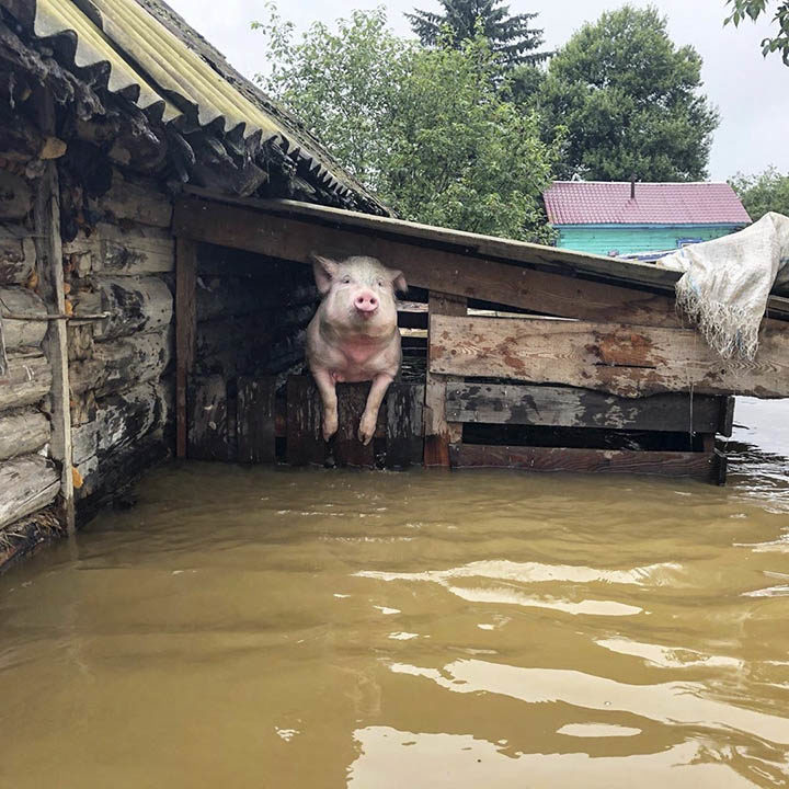 flood pig