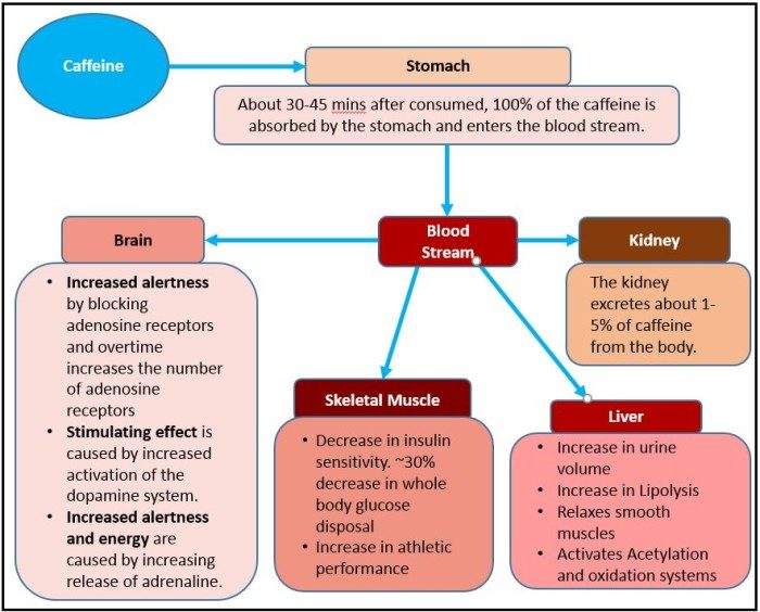 caffeine effects physiology
