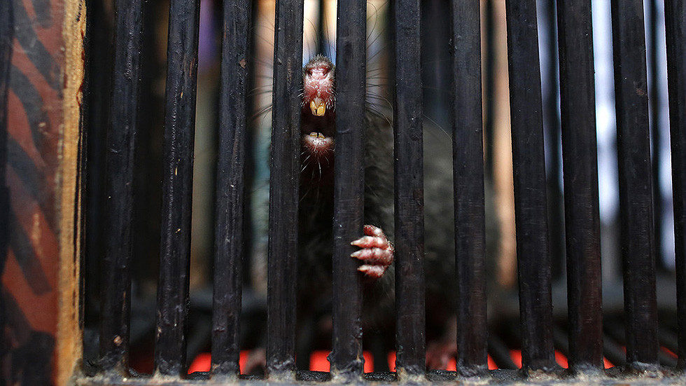 rat in city