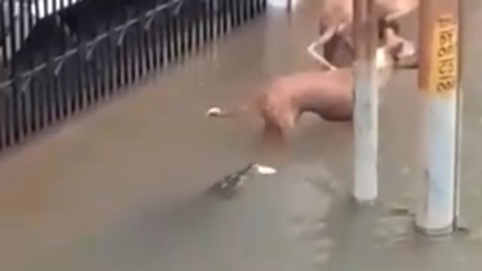 The crocodile extremely close to the dogs.