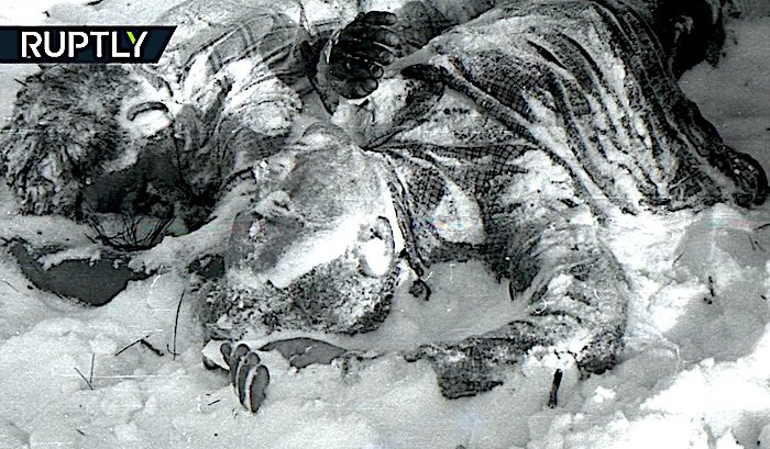 Click to enlarge Two bodies in snow