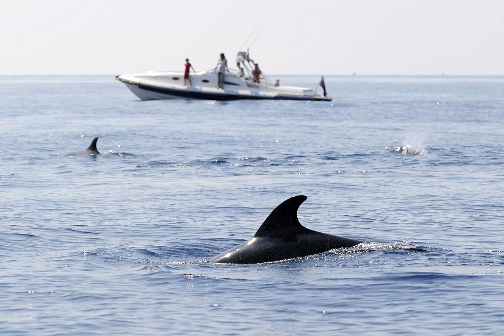 dolphins