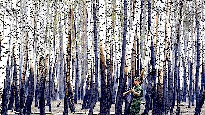 Click to enlarge Forest