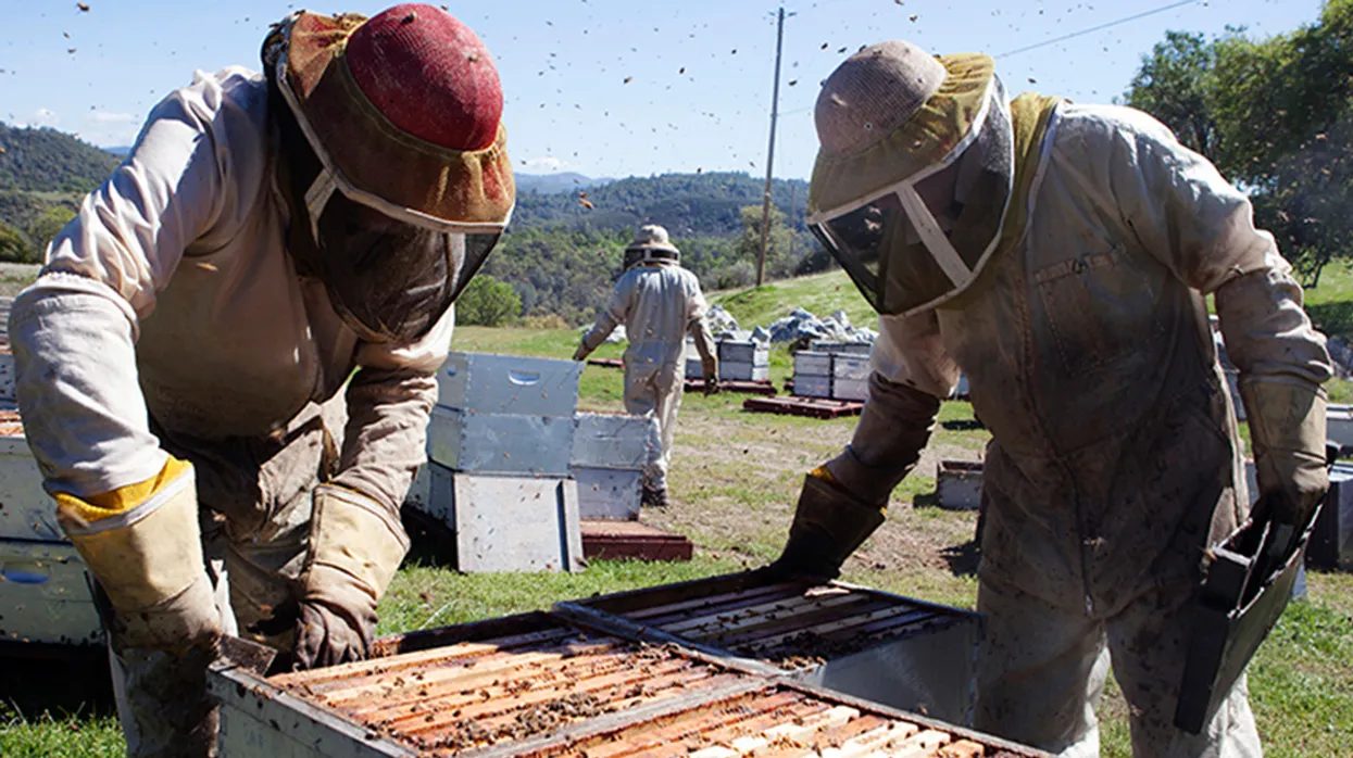 Click to enlarge beekeepers