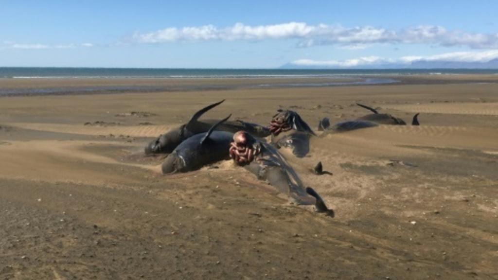 dead whales