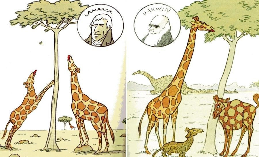 darwin Lamarck giraffes