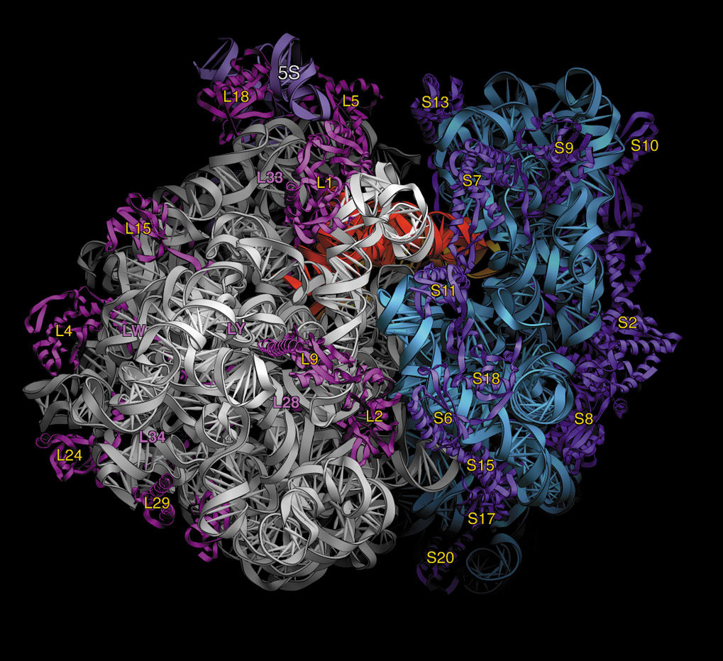 Click to enlarge protein folding