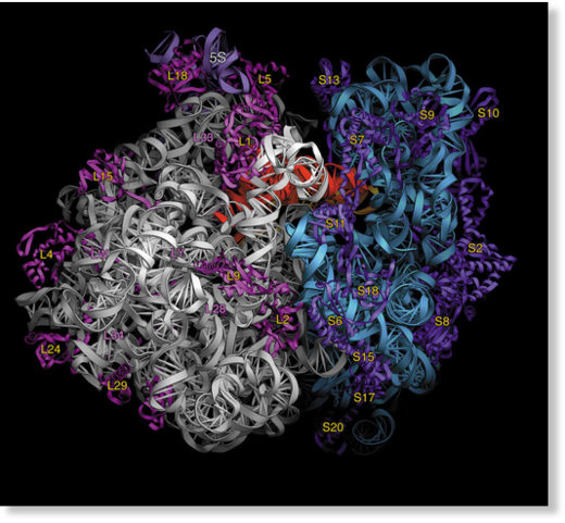 Click to enlarge protein folding