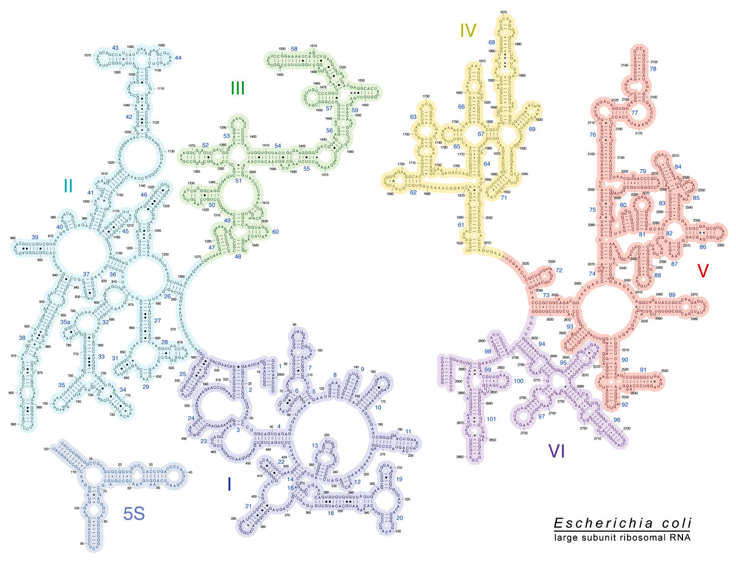 Click to enlarge Structure of RNA