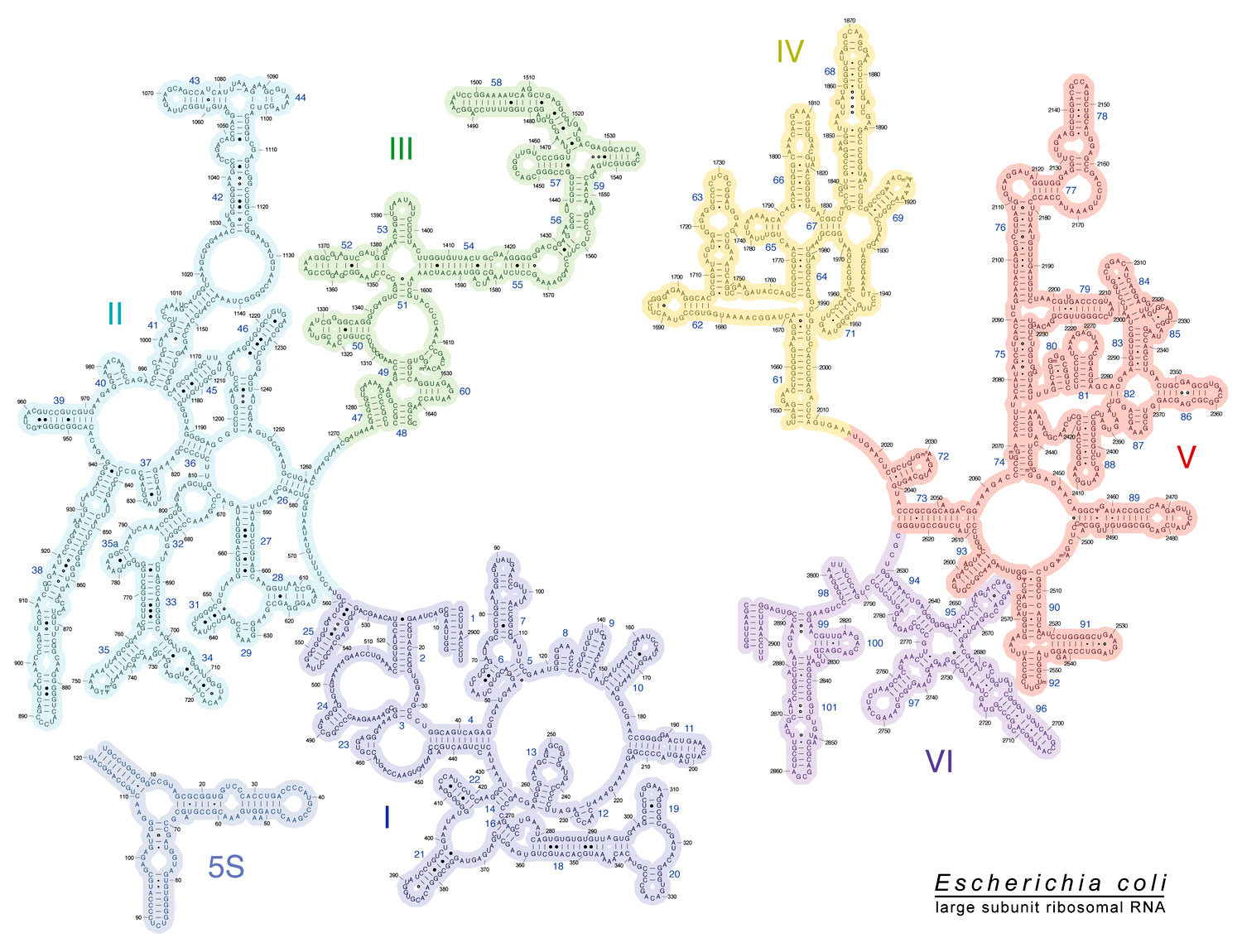 Structure of RNA