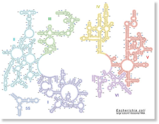 Click to enlarge Structure of RNA
