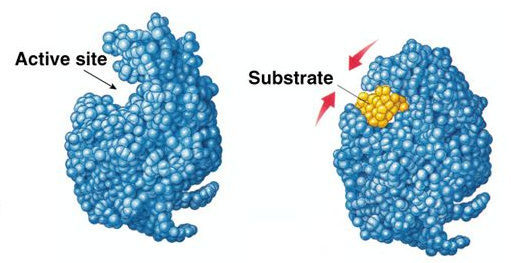 Click to enlarge folded protein