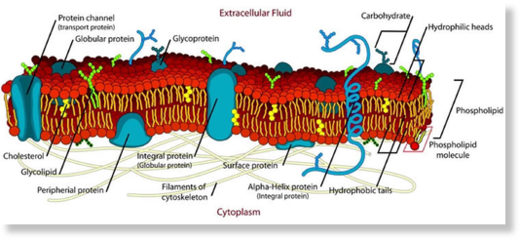 Cellular membrane