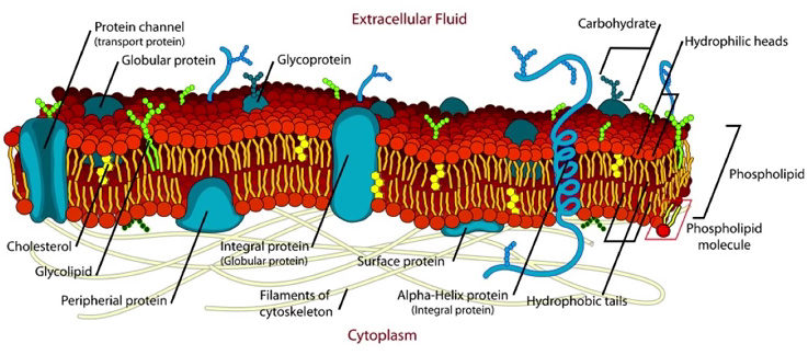 Cellular membrane