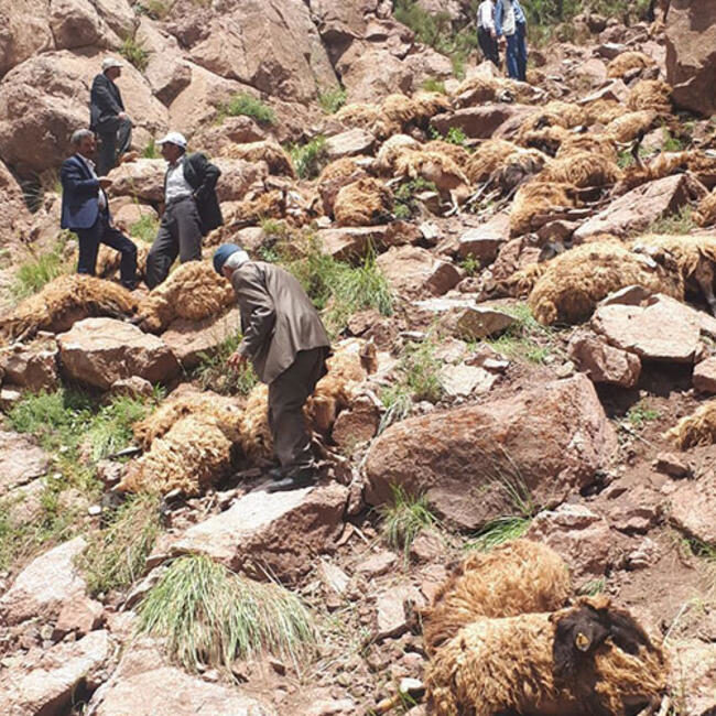 Click to enlarge sheep mass animal die-off Turkey