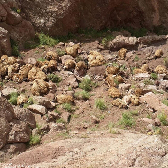 sheep mass animal die-off Turkey