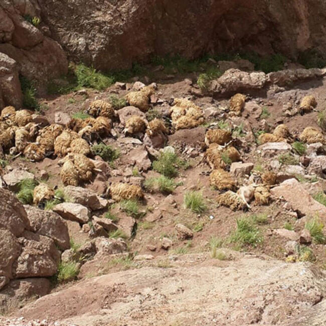 Click to enlarge sheep mass animal die-off Turkey