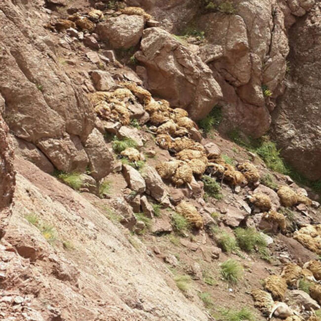 Click to enlarge sheep mass animal die-off Turkey
