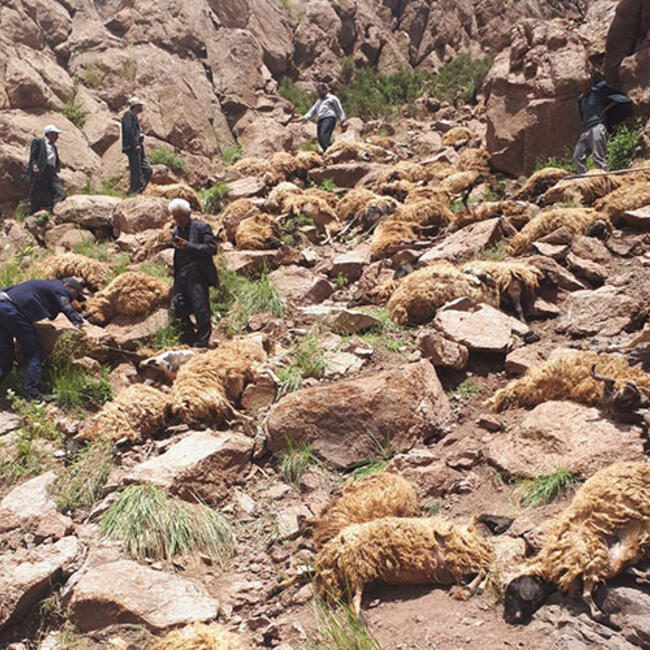 Click to enlarge sheep mass animal die-off Turkey