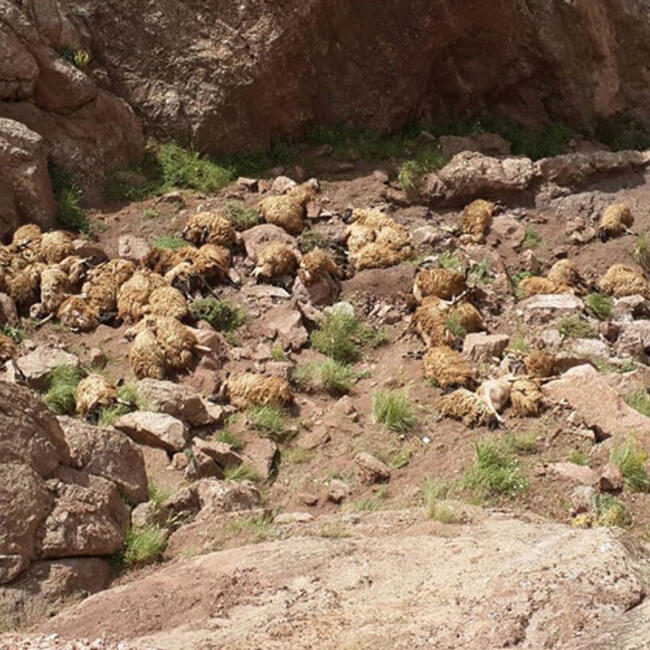 sheep mass animal die-off Turkey