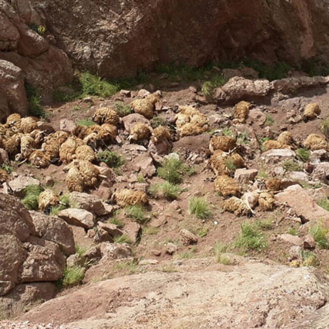 Click to enlarge sheep mass animal die-off Turkey