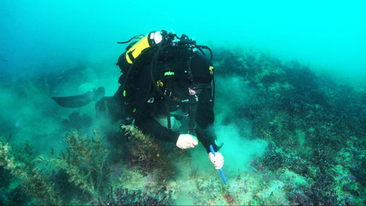 Click to enlarge diver