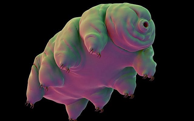Click to enlarge Tardigrade