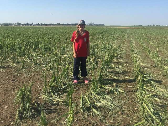 An image of the destroyed corn crop at Molnar Taber Corn and Pumpkins.