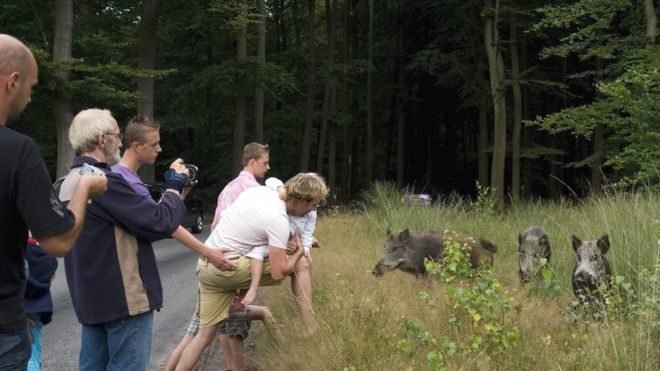 Wild boars