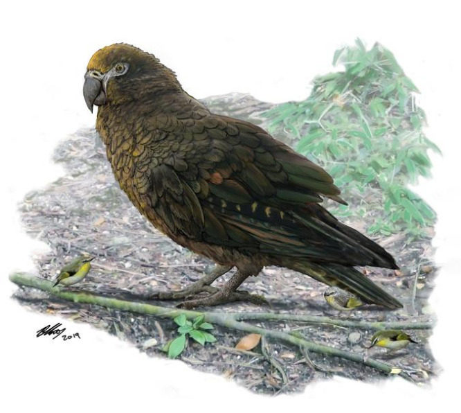 Click to enlarge giant parrot