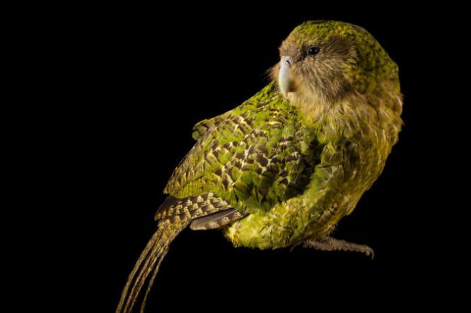 Click to enlarge kakapo