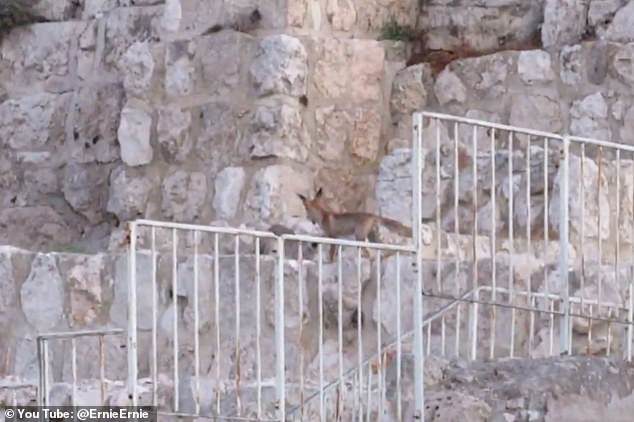 western wall fox