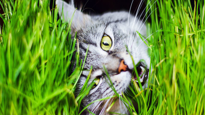 Cat Eating Grass