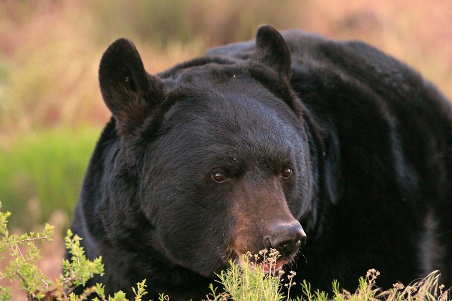 black bear