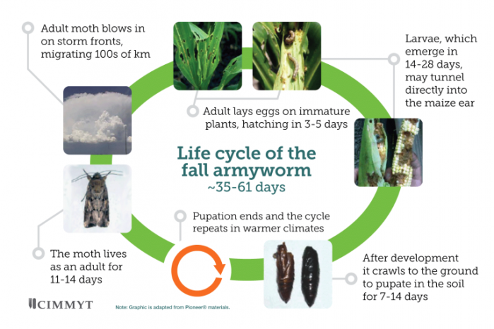 lifecycle