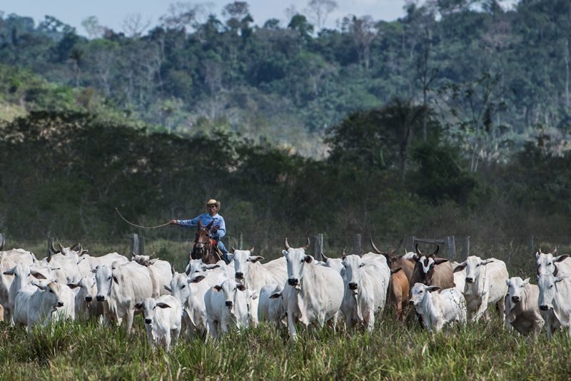 cattle farm brazil