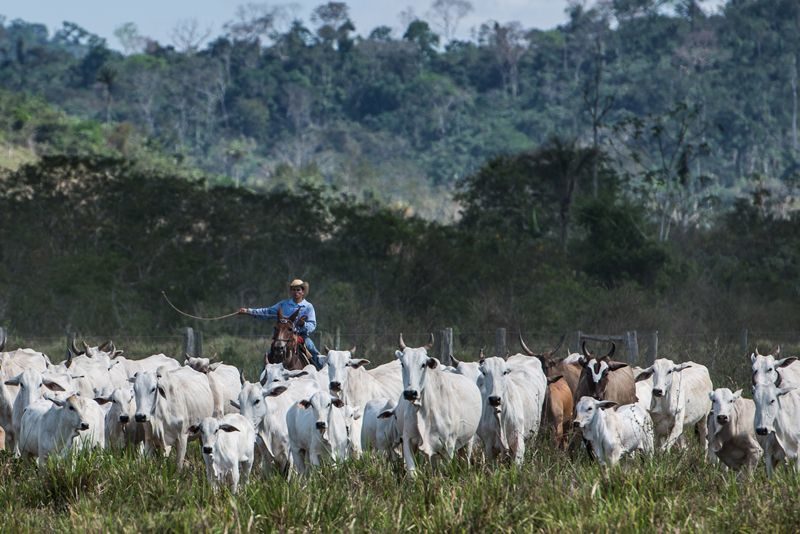 Click to enlarge cattle farm brazil
