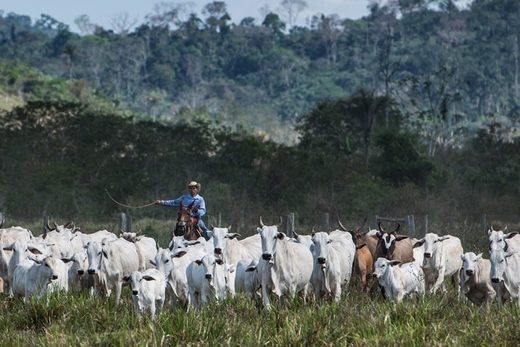 Click to enlarge cattle farm brazil