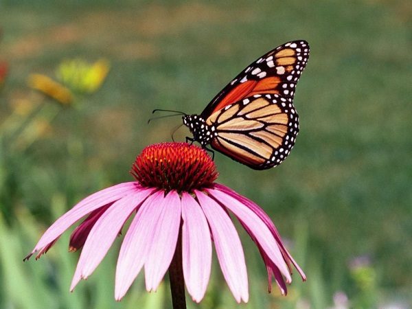 Monarch butterfly